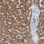 Merck Anti-ERLIN1 antibody produced in rabbit