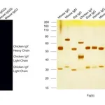 Thermo Fisher Scientific Rabbit anti-Chicken IgY (H+L) Secondary Antibody