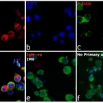 Thermo Fisher Scientific Goat anti-Human IgM (Heavy chain) Cross-Adsorbed Secondary Antibody, Alexa Fluor 594
