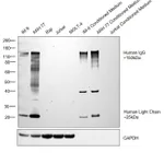 Thermo Fisher Scientific Goat anti-Human IgG (H+L) Secondary Antibody
