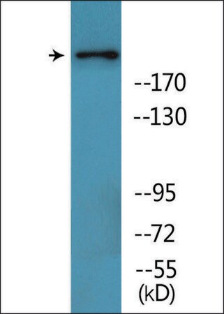Merck Anti-phospho-BRCA1 (pSer1457) antibody produced in rabbit