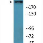 Merck Anti-phospho-BRCA1 (pSer1457) antibody produced in rabbit