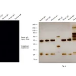 Thermo Fisher Scientific Goat anti-Rabbit IgG (H+L) Secondary Antibody, DyLight 800 4X PEG