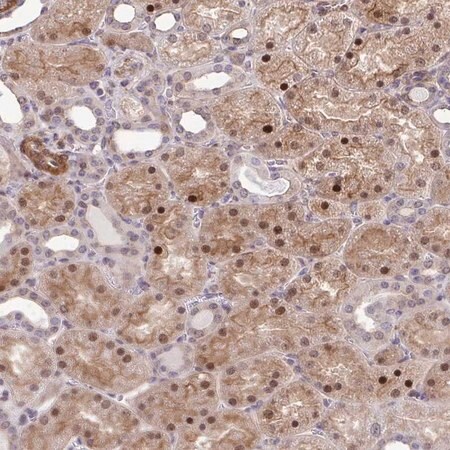 Merck Anti-TRIP6 antibody produced in rabbit