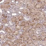 Merck Anti-TRIP6 antibody produced in rabbit