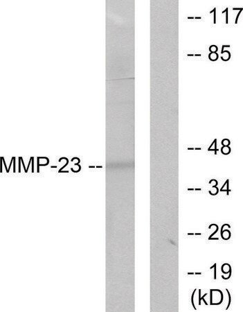 Merck Anti-MMP-23 antibody produced in rabbit