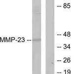 Merck Anti-MMP-23 antibody produced in rabbit