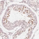 Merck Anti-MYBL1 antibody produced in rabbit