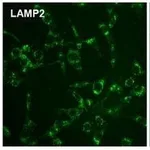 Thermo Fisher Scientific Goat anti-Rat IgG (H+L) Cross-Adsorbed Secondary Antibody, DyLight 488