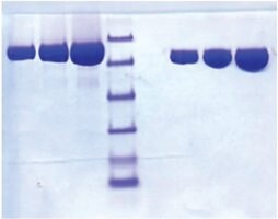 Merck LACTOFERRIN FROM HUMAN MILK