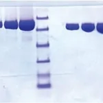 Merck LACTOFERRIN FROM HUMAN MILK