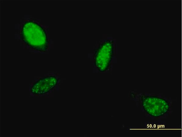 Merck Monoclonal Anti-ATOH1 antibody produced in mouse