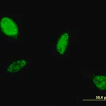 Merck Monoclonal Anti-ATOH1 antibody produced in mouse