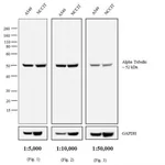 Thermo Fisher Scientific Chicken anti-Rat IgG (H+L) Secondary Antibody, Biotin