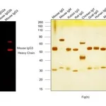 Thermo Fisher Scientific Goat anti-Mouse IgG3 Cross-Adsorbed Secondary Antibody, Alexa Fluor 594