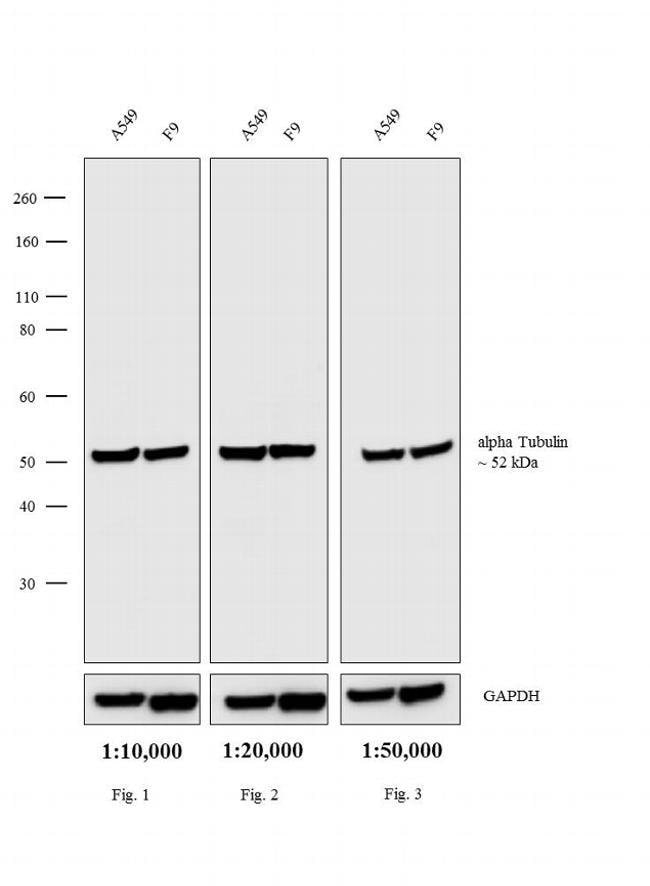 Thermo Fisher Scientific Rabbit anti-Rat IgG (H+L) Cross-Adsorbed Secondary Antibody, Biotin