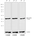 Thermo Fisher Scientific Rabbit anti-Rat IgG (H+L) Cross-Adsorbed Secondary Antibody, Biotin