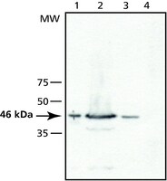 Merck ANTI-TSG101 (N-TERMINAL)