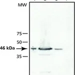 Merck ANTI-TSG101 (N-TERMINAL)