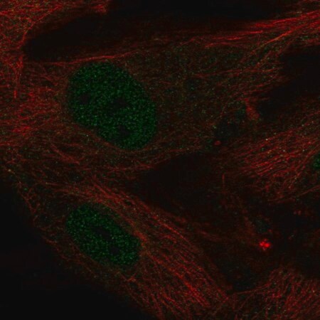 Merck Anti-KLF2 antibody produced in rabbit