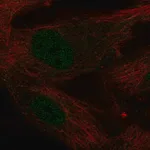 Merck Anti-KLF2 antibody produced in rabbit