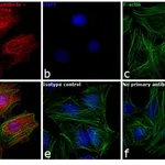 Thermo Fisher Scientific Goat anti-Rabbit IgG (H+L) Cross-Adsorbed Secondary Antibody, DyLight 594