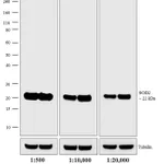 Thermo Fisher Scientific Donkey anti-Mouse IgG (H+L) Secondary Antibody, AP