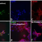 Thermo Fisher Scientific Goat anti-Mouse IgG (H+L) Superclonal Secondary Antibody, Alexa Fluor 555