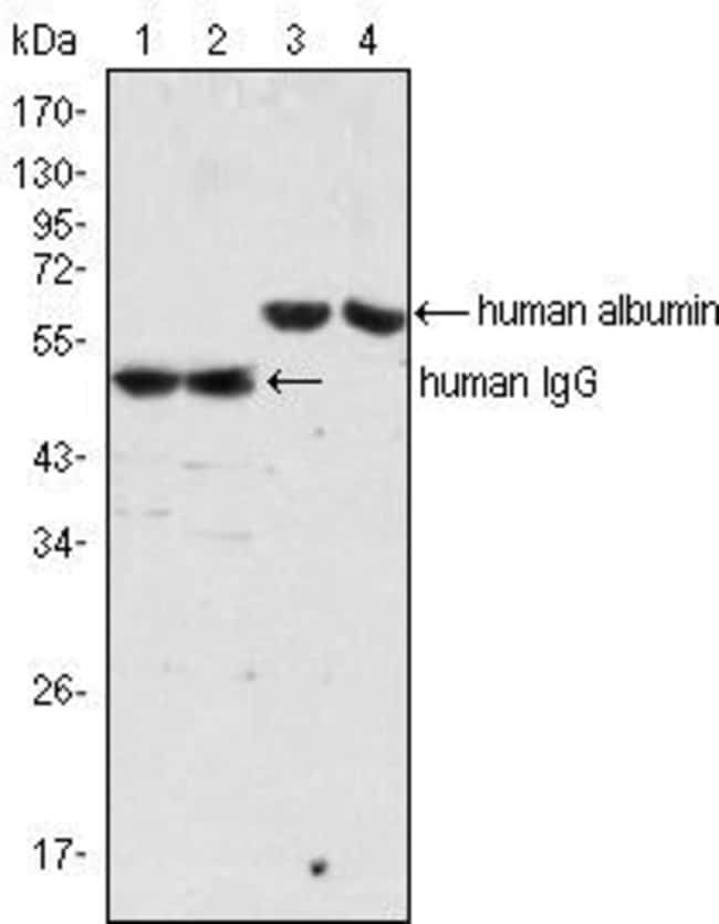 Thermo Fisher Scientific Mouse anti-Human IgG (H+L) Secondary Antibody