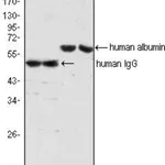 Thermo Fisher Scientific Mouse anti-Human IgG (H+L) Secondary Antibody