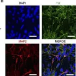 Thermo Fisher Scientific Goat anti-Rabbit IgG (H+L) Cross-Adsorbed Secondary Antibody, Alexa Fluor 594