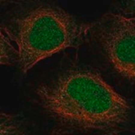 Merck Anti-ELOA2 antibody produced in rabbit