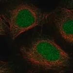 Merck Anti-ELOA2 antibody produced in rabbit