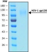 Merck HIV-1 GP120 PROTEIN, RECOMBINANT, EXPR&