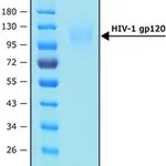 Merck HIV-1 GP120 PROTEIN, RECOMBINANT, EXPR&