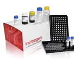 Thermo Fisher Scientific ProcartaPlex Human Akt Pathway Panel, total, 8plex