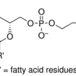 Merck L-A-PHOSPHATIDYLCHOLINE, FROM SOYBEAN, B