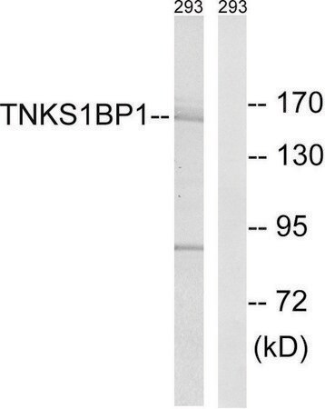 Merck Anti-TNKS1BP1 antibody produced in rabbit