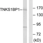 Merck Anti-TNKS1BP1 antibody produced in rabbit