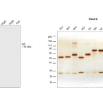 Thermo Fisher Scientific Goat anti-Human IgA Cross-Adsorbed Secondary Antibody