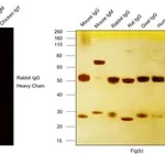 Thermo Fisher Scientific Goat anti-Rabbit IgG (H+L) Cross-Adsorbed Secondary Antibody, Alexa Fluor 514