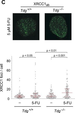Merck Anti-XRCC1 antibody produced in rabbit
