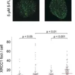 Merck Anti-XRCC1 antibody produced in rabbit