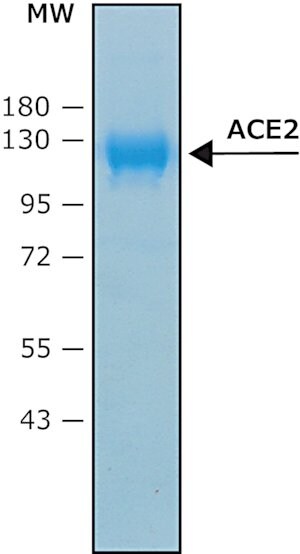 Merck Angiotensin Converting Enzyme-2, Ace2