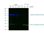 Thermo Fisher Scientific Rabbit anti-Goat IgG (Heavy Chain) Superclonal Secondary Antibody, Alexa Fluor 790