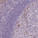 Merck Anti-FAM46C antibody produced in rabbit