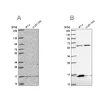 Merck Anti-MRPS16 antibody produced in rabbit