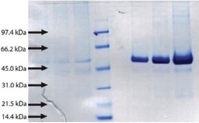 Merck BACTERIAL/PERMEABILITY-INCREASINGPROTEIN