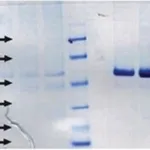 Merck BACTERIAL/PERMEABILITY-INCREASINGPROTEIN