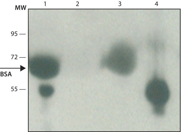 Merck Anti-Bovine Albumin antibody produced in rabbit